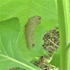 Insecta