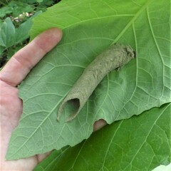 Insecta