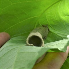 Insecta