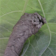 Insecta