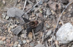 Hemipenthes morioides