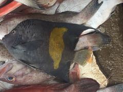 Pomacanthus maculosus