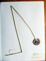 Allium maximowiczii