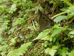 Ypthima multistriata