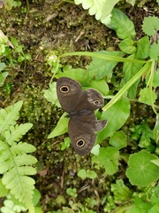 Ypthima multistriata