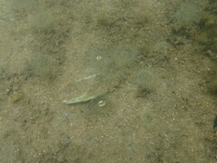 Actinothoe modesta