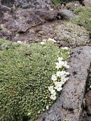 Phlox condensata