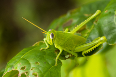 Valanga nigricornis rammei