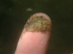 Actinothoe modesta