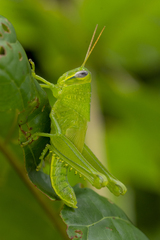 Valanga nigricornis rammei