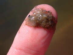 Actinothoe modesta