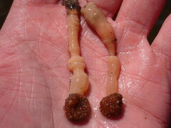 Actinothoe modesta