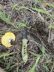 Cantharocybe gruberi