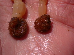 Actinothoe modesta