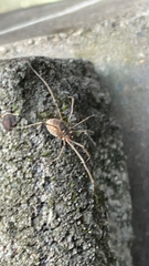 Mitopus morio
