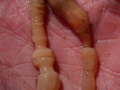 Actinothoe modesta