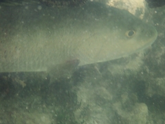 Lutjanus cyanopterus