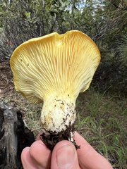 Cantharocybe gruberi