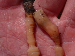 Actinothoe modesta