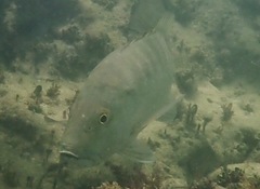Lutjanus cyanopterus