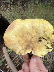 Cantharocybe gruberi