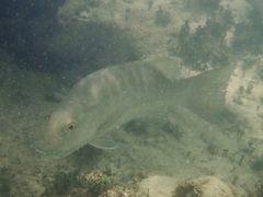 Lutjanus cyanopterus