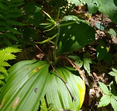 Veratrum parviflorum