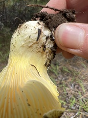 Cantharocybe gruberi