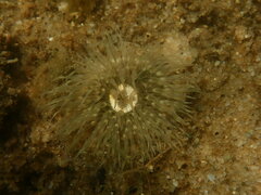 Actinothoe modesta