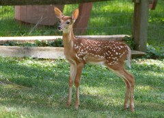 Odocoileus virginianus