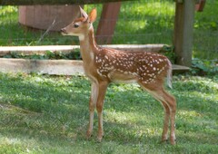 Odocoileus virginianus