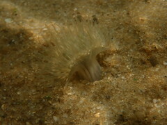 Actinothoe modesta