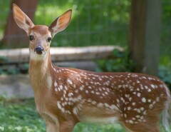 Odocoileus virginianus