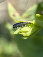 Mecinus janthiniformis