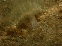Actinothoe modesta