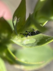 Mecinus janthiniformis