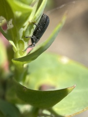 Mecinus janthiniformis