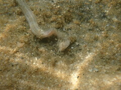 Leptosynapta