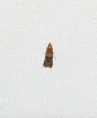 Moodna pallidostrinella