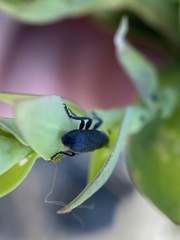Mecinus janthiniformis