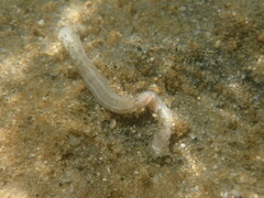 Leptosynapta