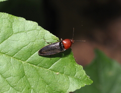 Ampedus rubricollis