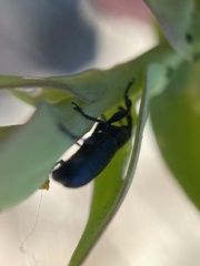 Mecinus janthiniformis