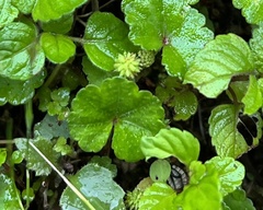 Hydrocotyle setulosa