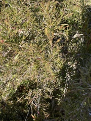 Melaleuca nodosa