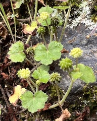 Hydrocotyle setulosa