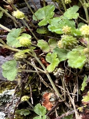 Hydrocotyle setulosa