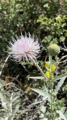 Cirsium neomexicanum utahense