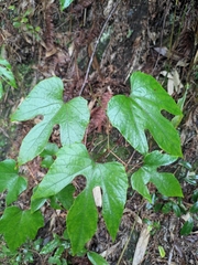Vitis bryoniifolia