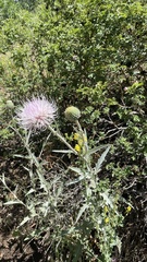 Cirsium neomexicanum utahense